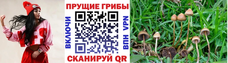 mega вход наркота Красный Сулин Галлюциногенные грибы Psilocybe